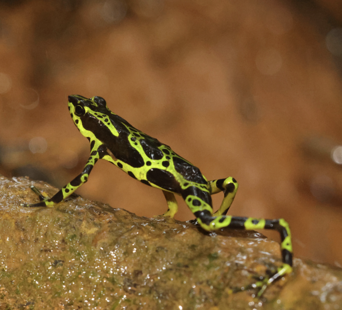 A neon-colored poison dart frog with black and yellow-green markings on a wet, mossy surface.
