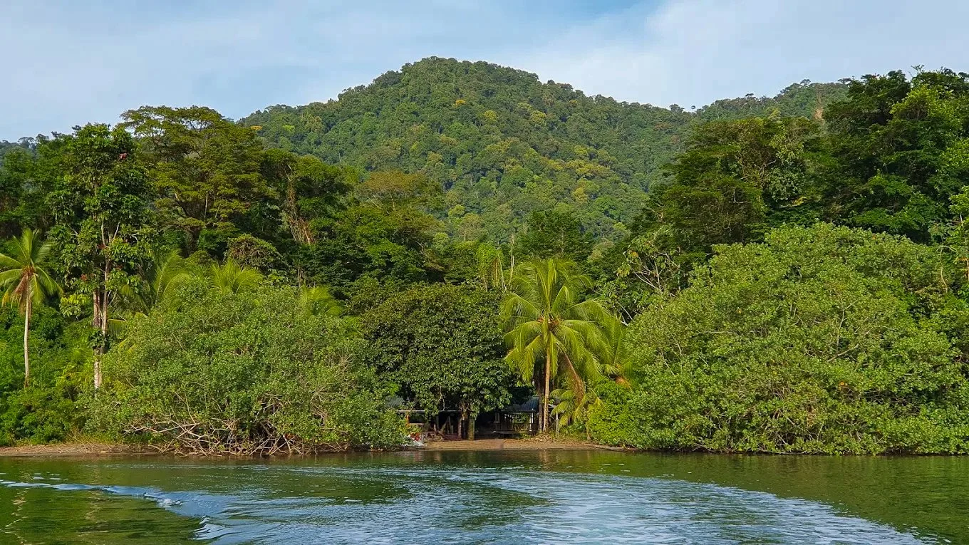 Tropical river scene with lush green trees and mountains in the background