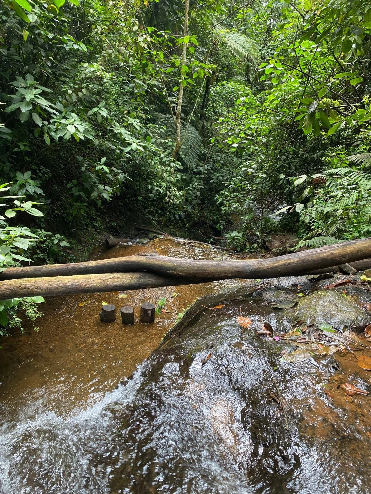 A small stream flowing through a dense green forest with a fallen log crossing the water and three small tree stumps in the stream.