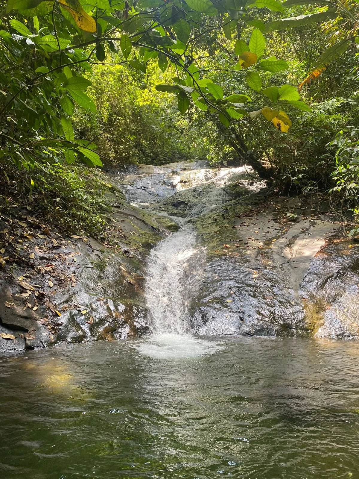 A small waterfall flowing into a pool surrounded by dense green jungle foliage.