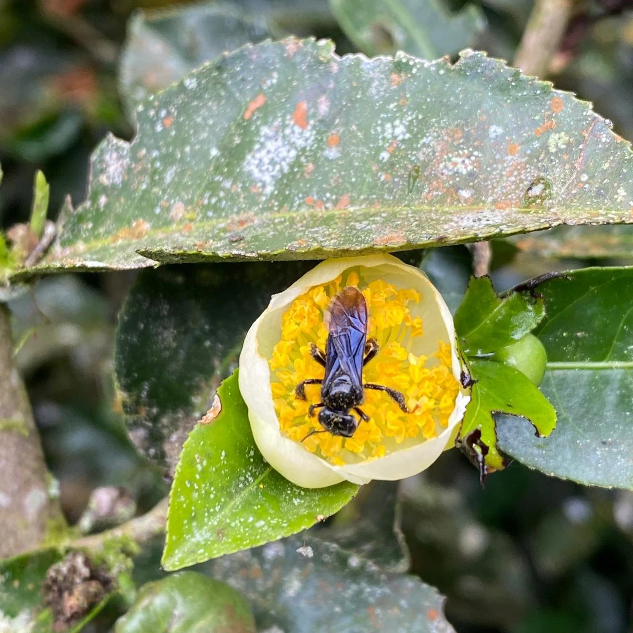 triogona bee pollen insect biology ecotourspuravida nature tours.jpeg