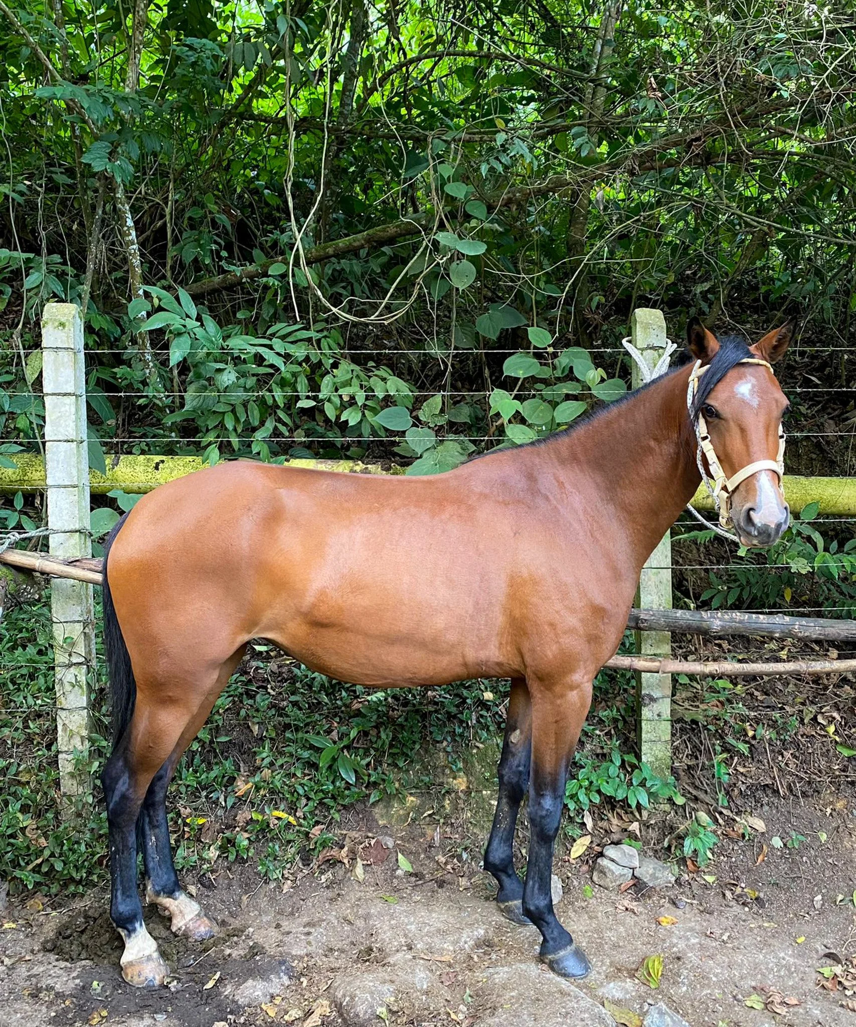 Horseback riding Tour Ecotourspuravida.jpg