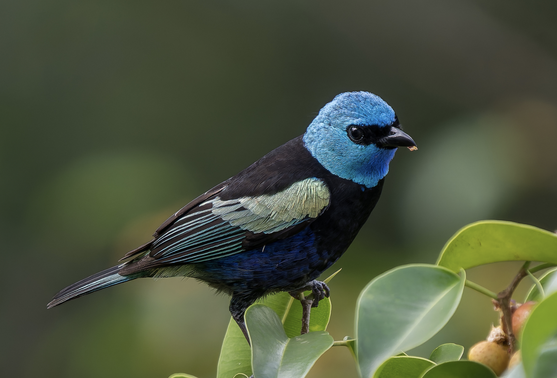 A bird with a bright blue head, black body, and greenish wing feathers perched on a leafy branch.