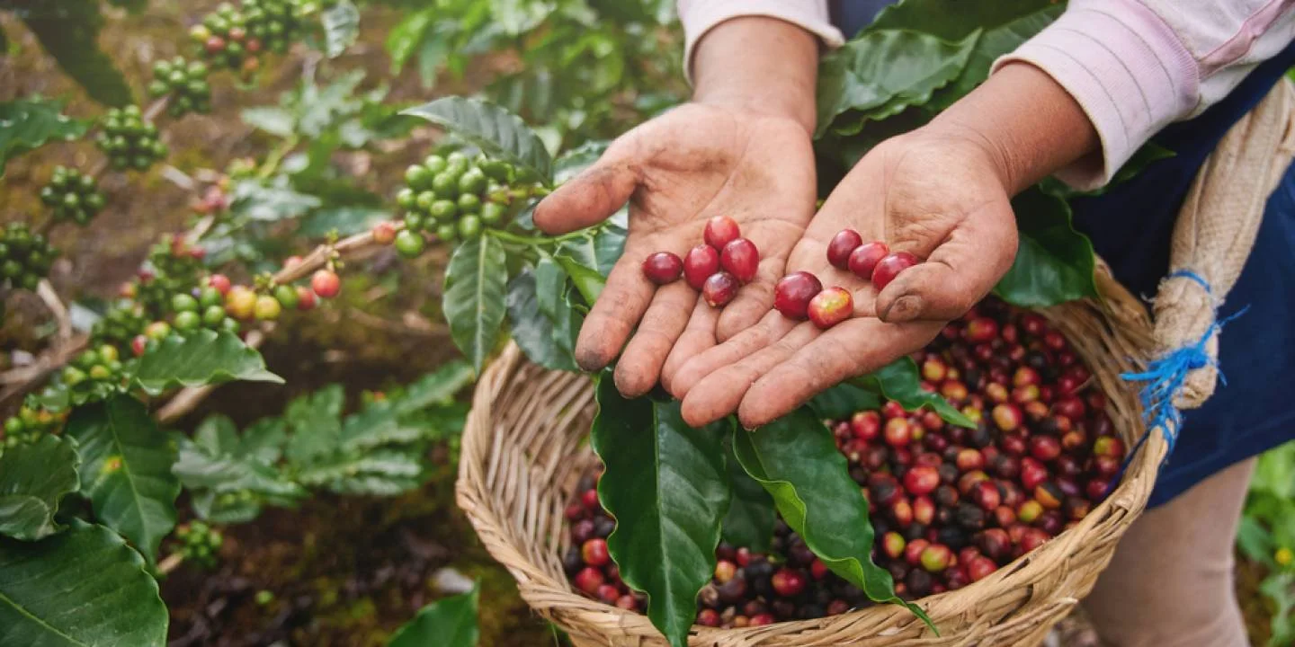Mature coffee beans mountains fo Colombia ecotourspuravida.jpg