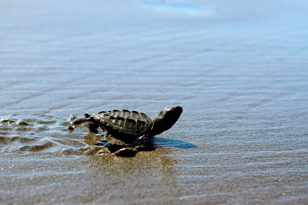 A baby turtle walking on wet sandy beach towards the water.