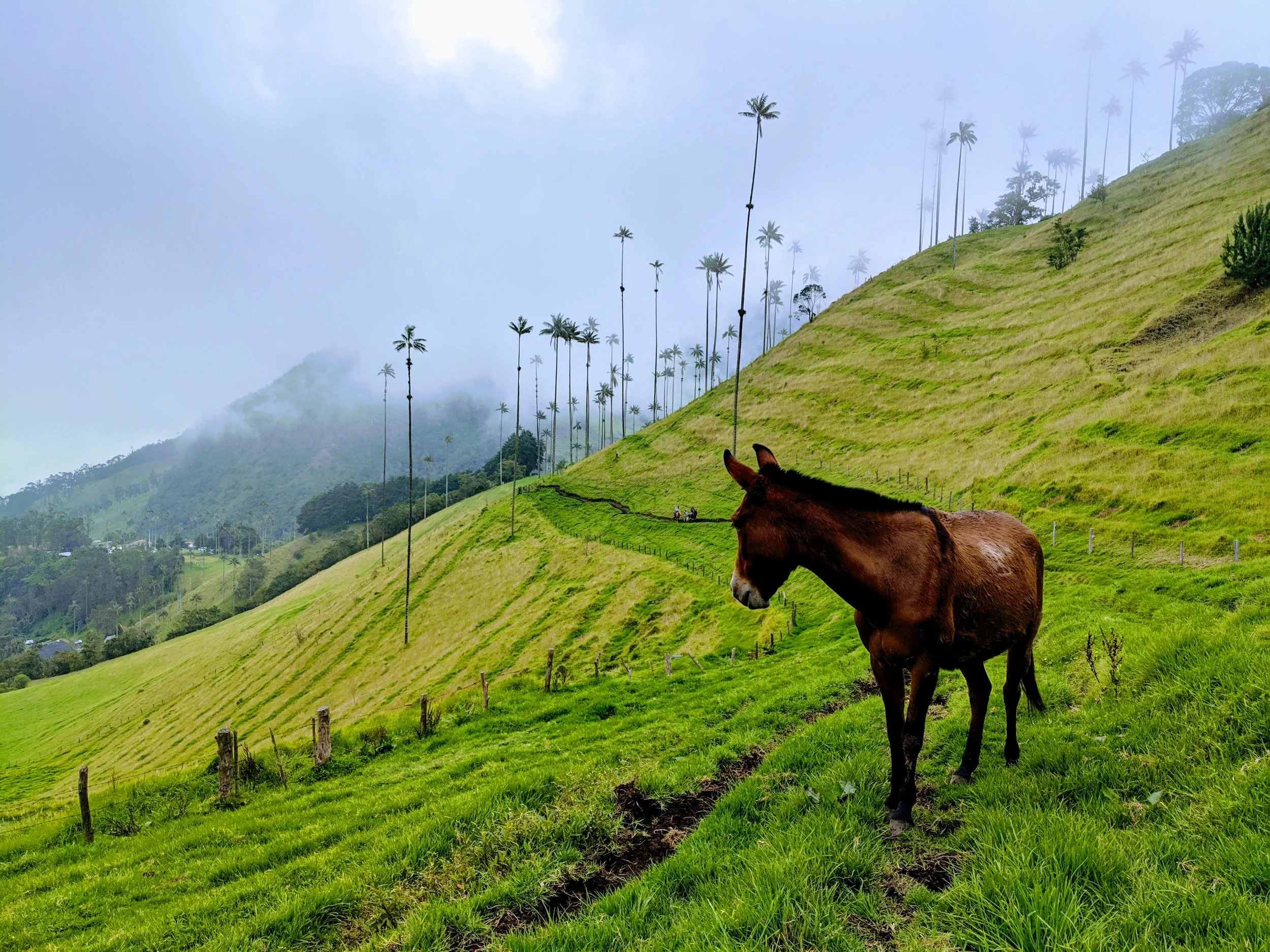 A hillside with tall, swaying palm trees, a horse grazing on the green grass, and a foggy sky in the background.