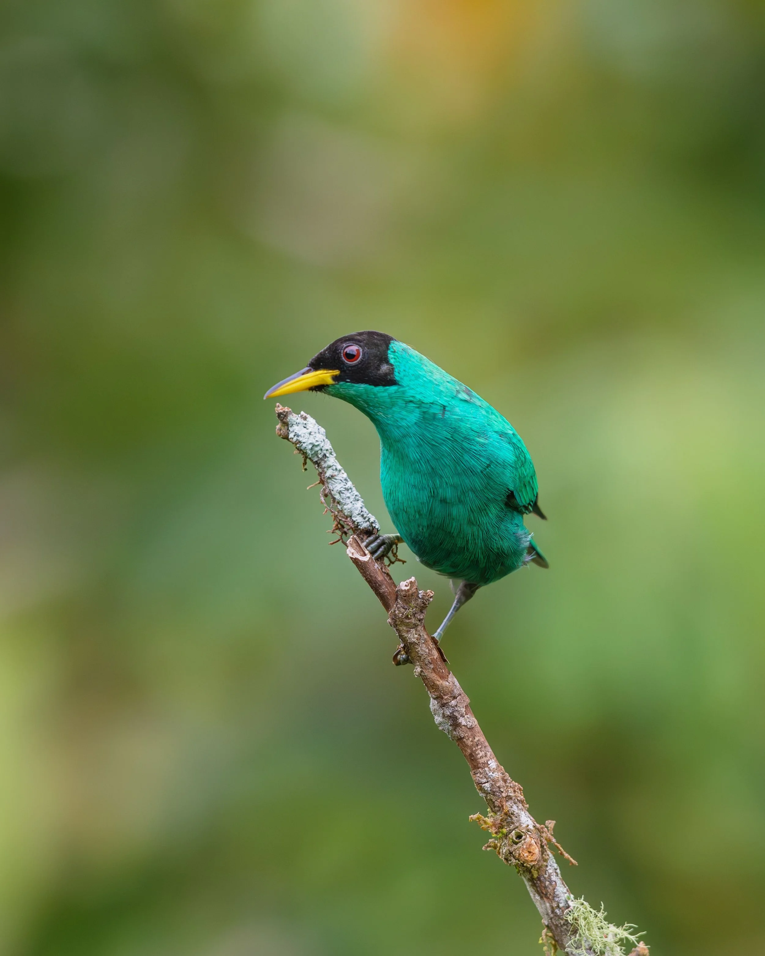 Milerero Honeycreeper Birds of colombia ecotourspuravida nature tours.jpg