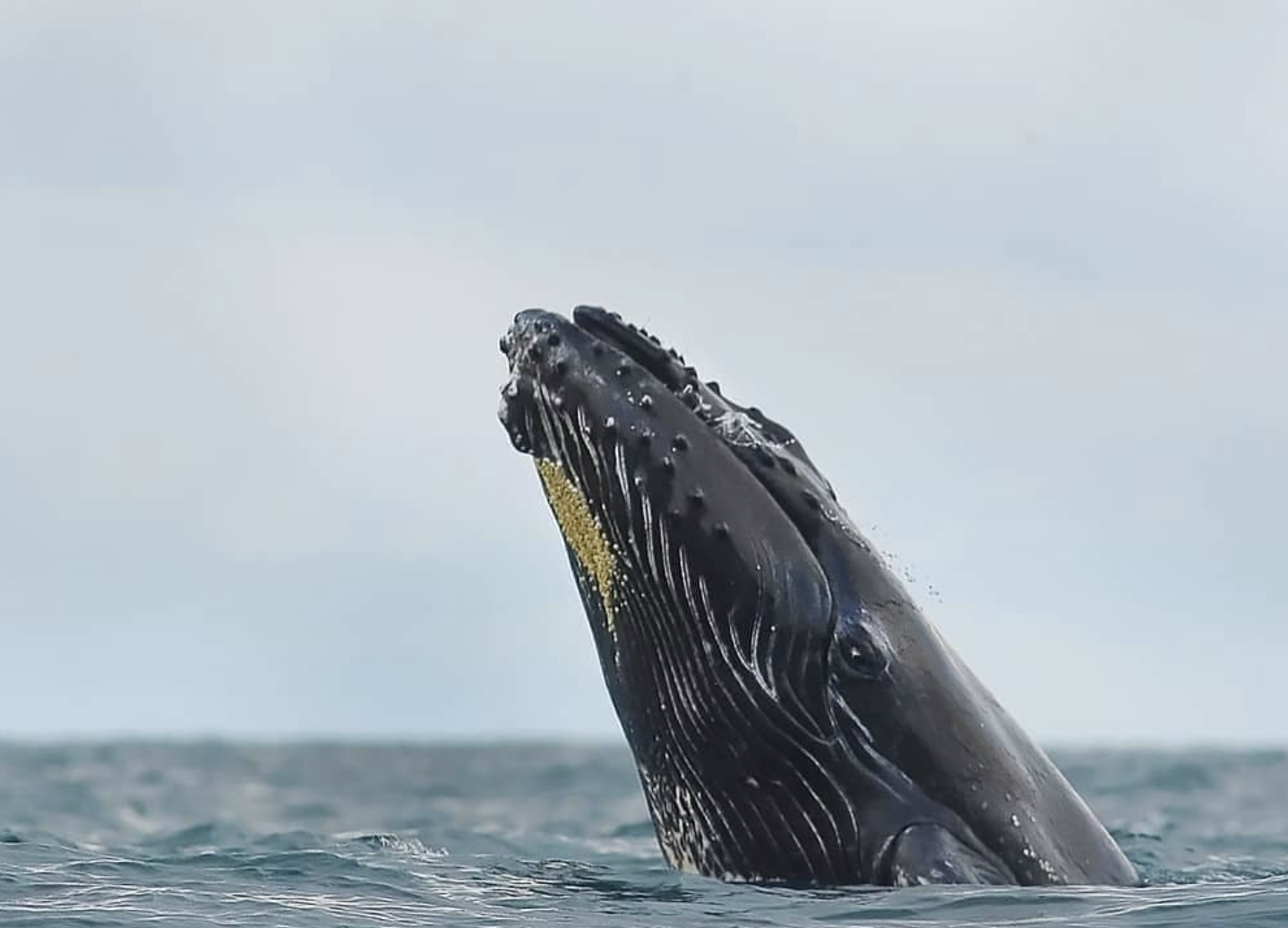 Whale watching migration ecotourspuravida nature tours colombia choco.png