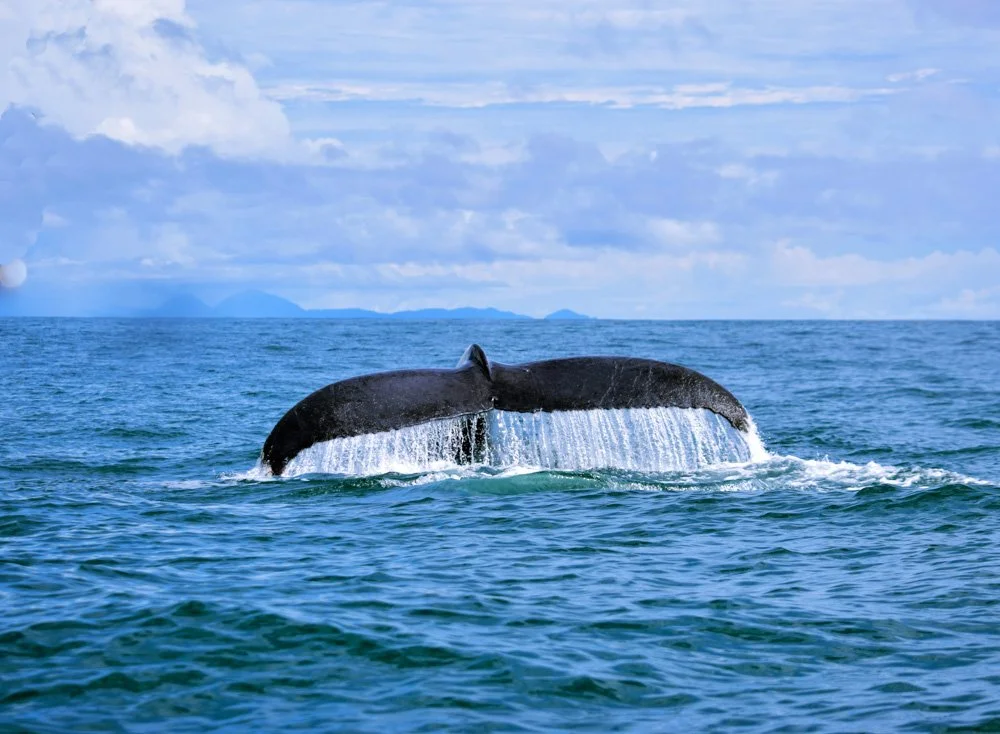 A whale's tail emerging from the ocean with water cascading off it, under a partly cloudy sky.
