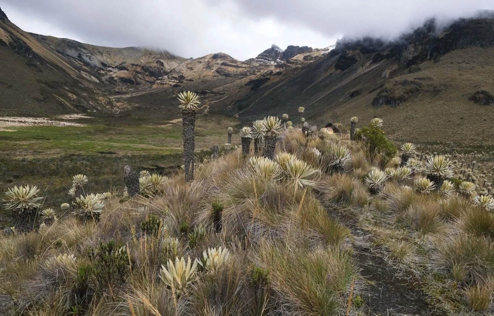 Paramillo del Quindio Ecotourspuravida Nature Tours Trekking Colombia.jpg
