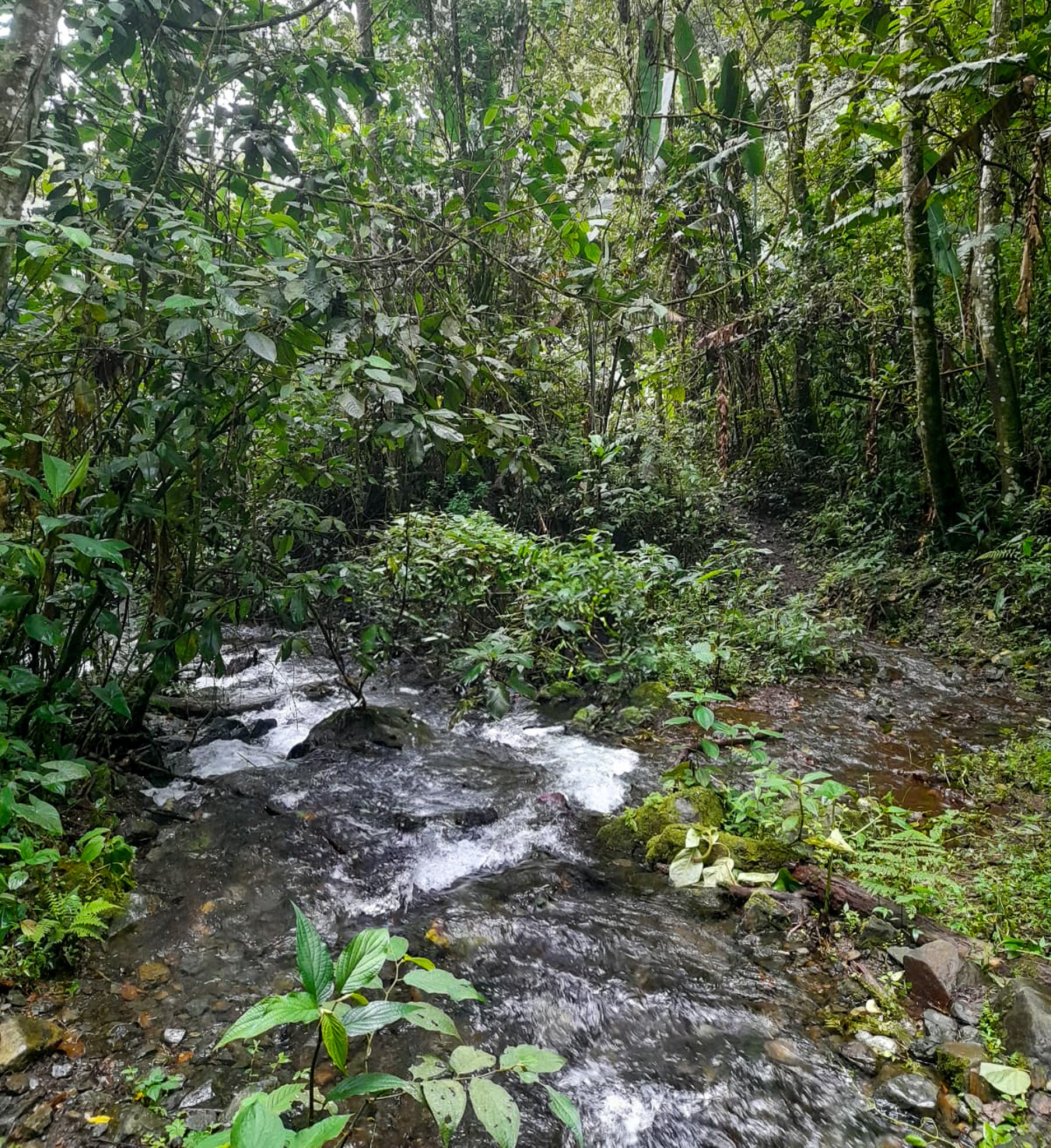 Dense rainforest with a small flowing stream, surrounded by lush green foliage.