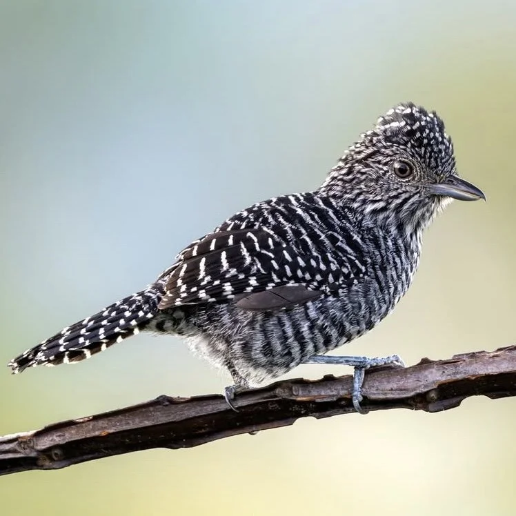 Close-up of a bird with black and white striped feathers perched on a branch.
