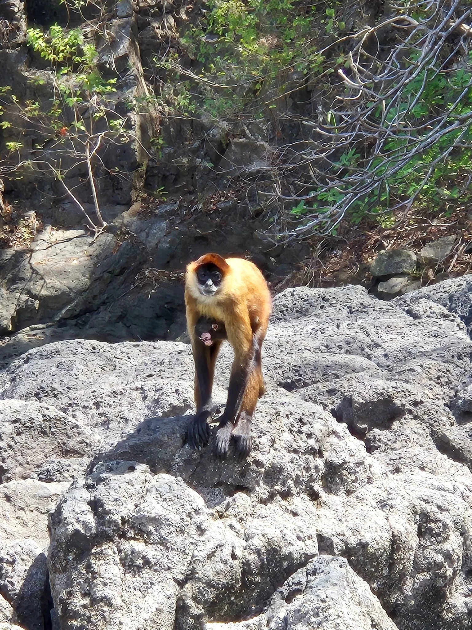 Costa Rica Tortuga Island Tour Ecotourspuravida.jpg