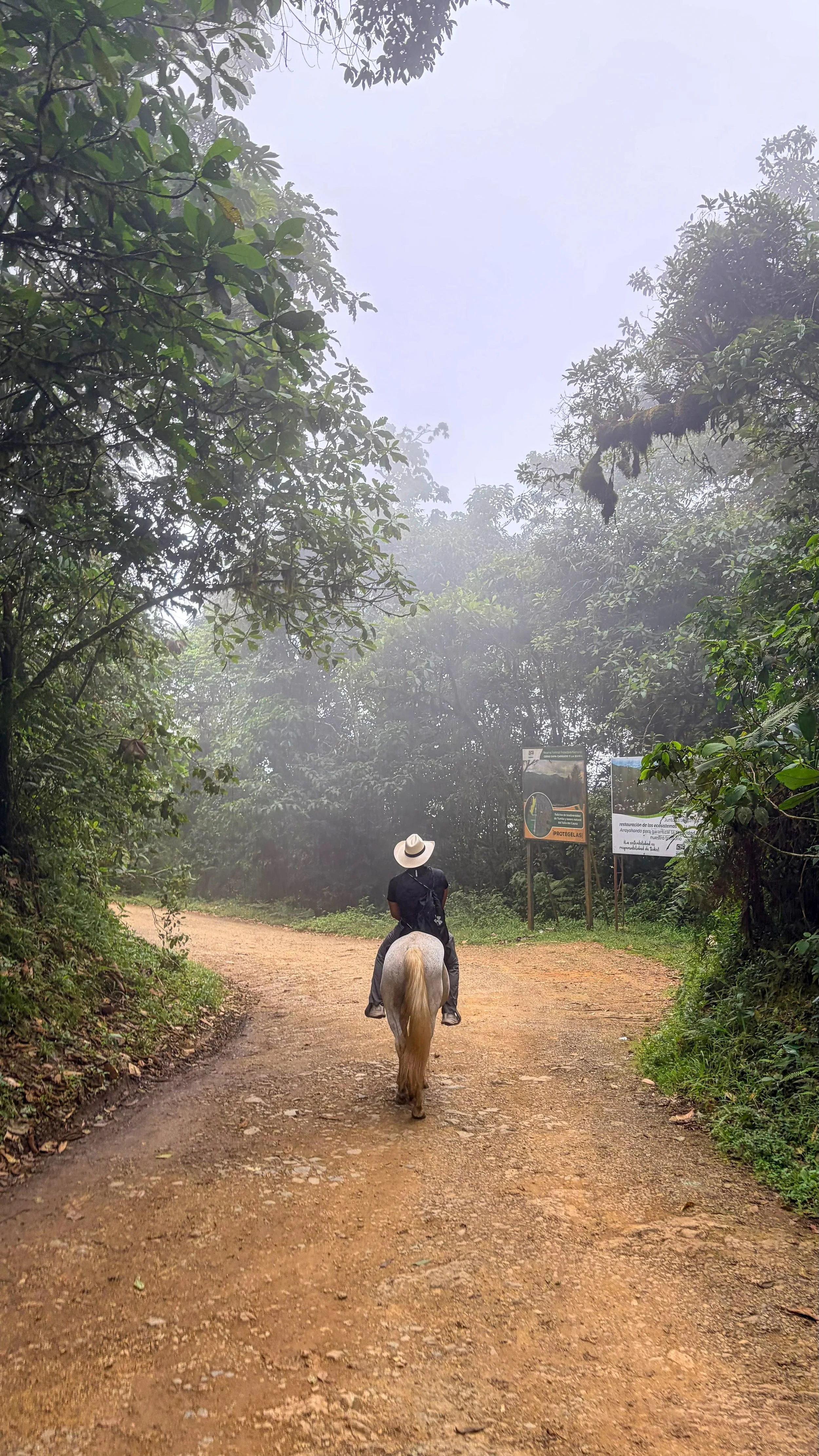 Person riding a horse on a dirt trail through a lush forest with thick green foliage and faint mist, while two informational signs are visible on the right side of the trail.