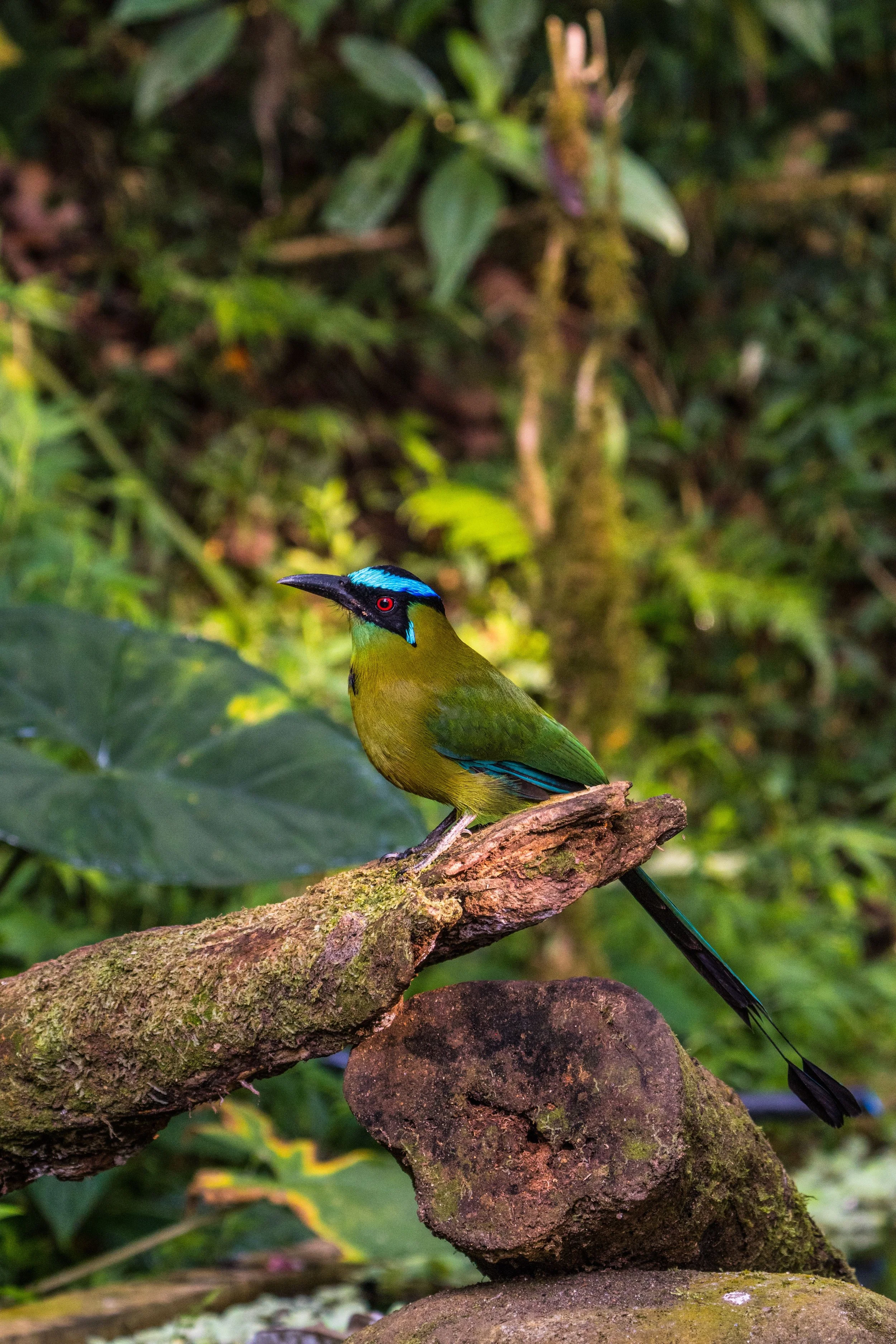 Colorful bird with a black head, bright blue stripe above its eye, yellowish-green body, and long black tail perched on a moss-covered branch in a lush green forest.
