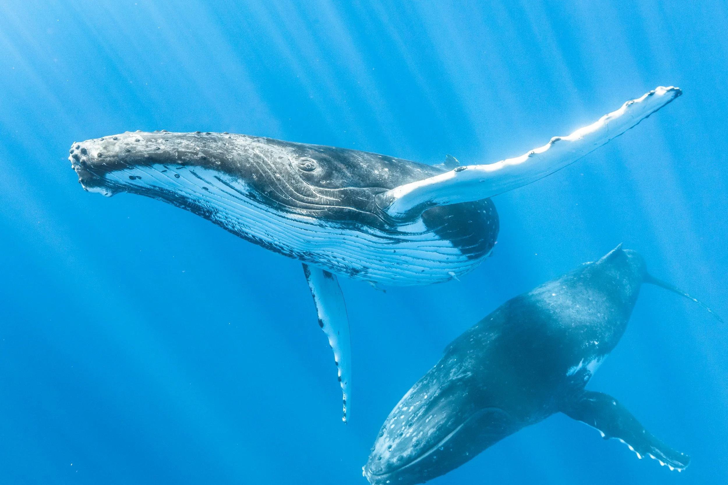 Costa Rica Whale Watching Tour Ecotourspuravida Oceanimagebank toby matthews.jpg