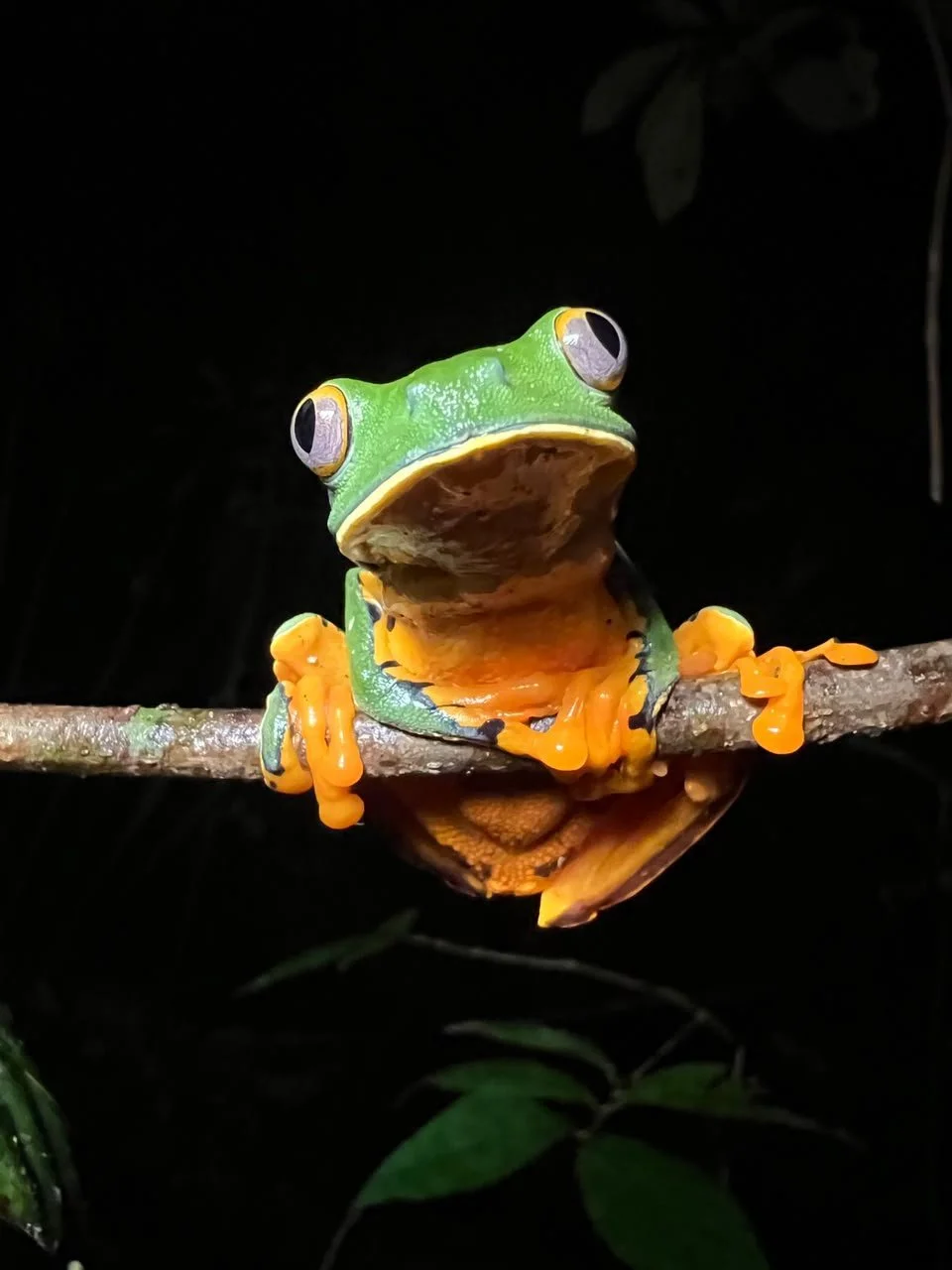 Frog Choco Tropical Ecotourspuravida Nature Tours Colombia El Valle.jpeg