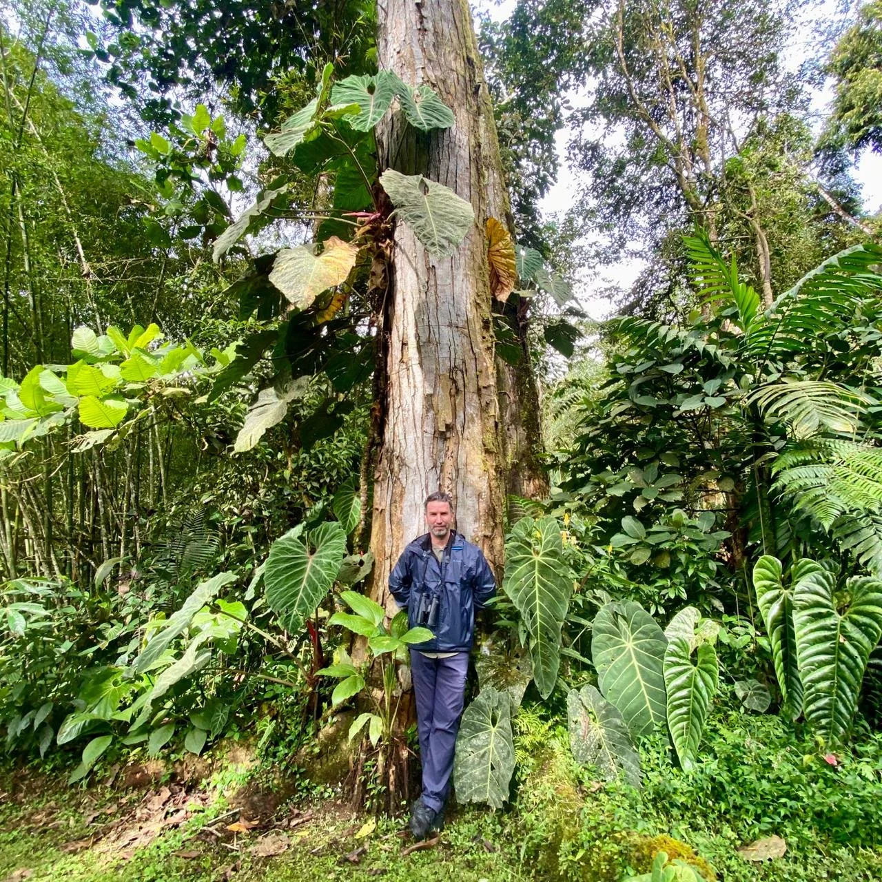 cloud forest anturium ecotourspuravida.jpeg