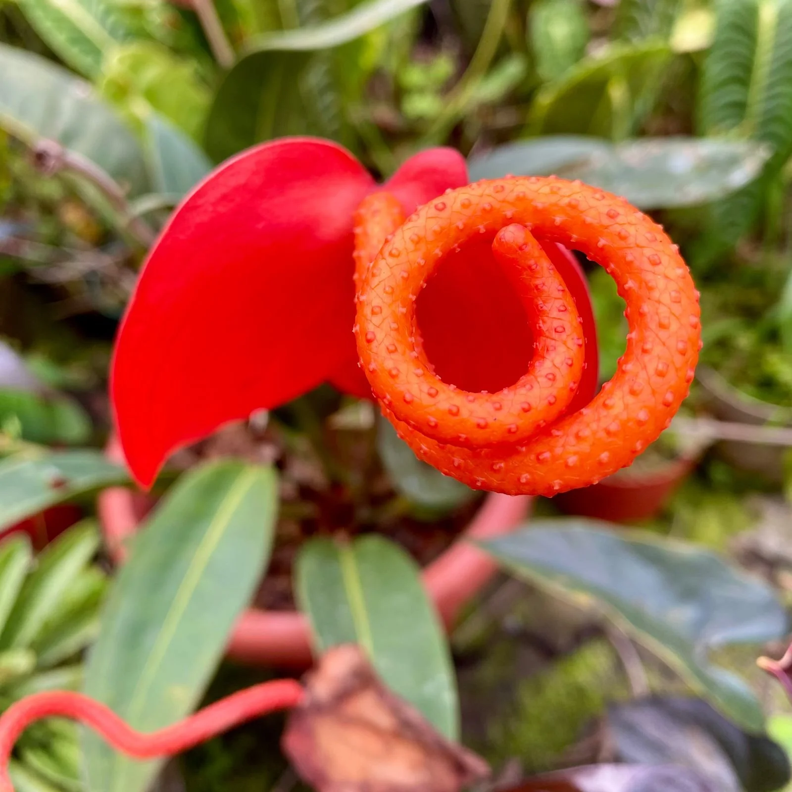 Close-up of an orange and red curled flower with textured surface, surrounded by green leaves.
