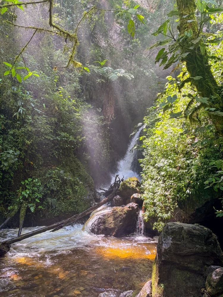 A waterfall flowing into a stream surrounded by lush green tropical jungle with sunlight filtering through the canopy.