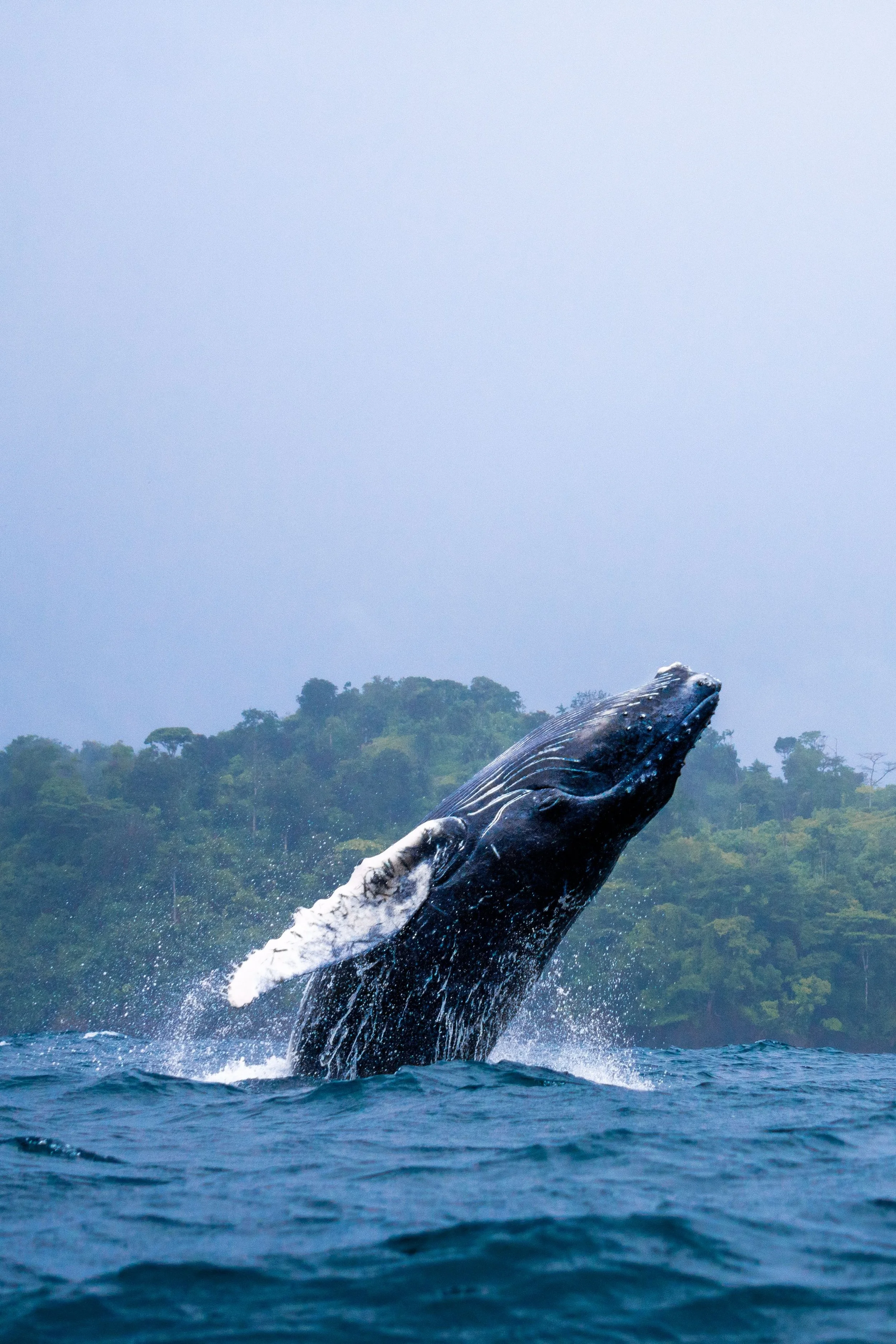 Whale jumping in the pacific waters of Bahia Solano Colombia