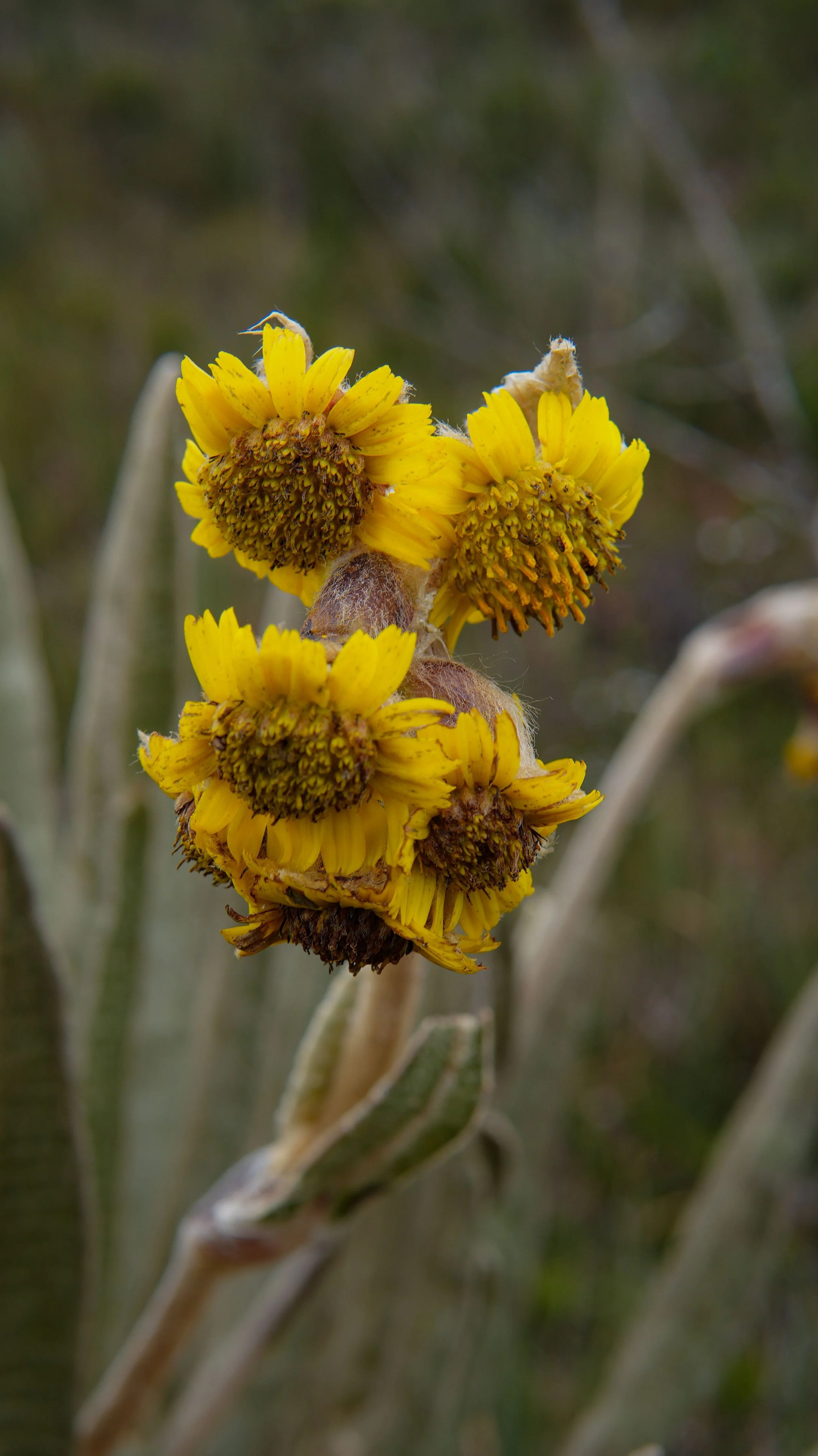 A close-up of a frailejón flower, an important food source for pollinators that help sustain life in Colombia’s harsh, high-altitude páramo ecosystems.