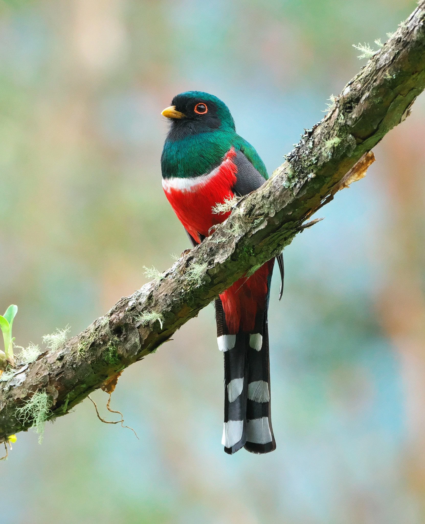 Trogon on a branch birdwatching tours colombia cali