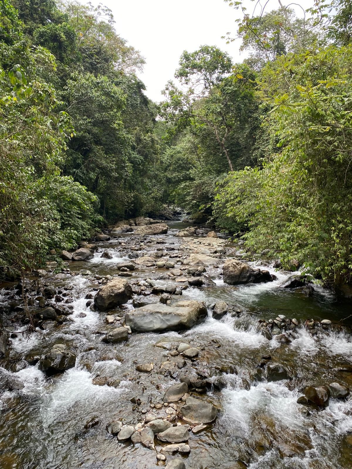Bosque del silencio Ecotourspuravida Hike Cali Colombia Nature Tours.jpeg