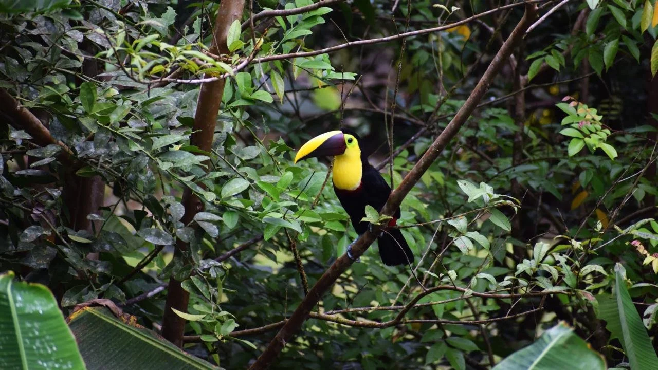 La Baika Toucan.jpeg