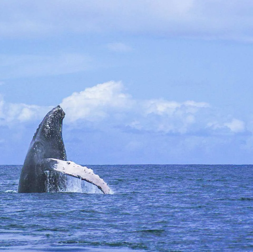 Costa Rica Whale Watching Tour Humpback Ecotourspuravida.jpg