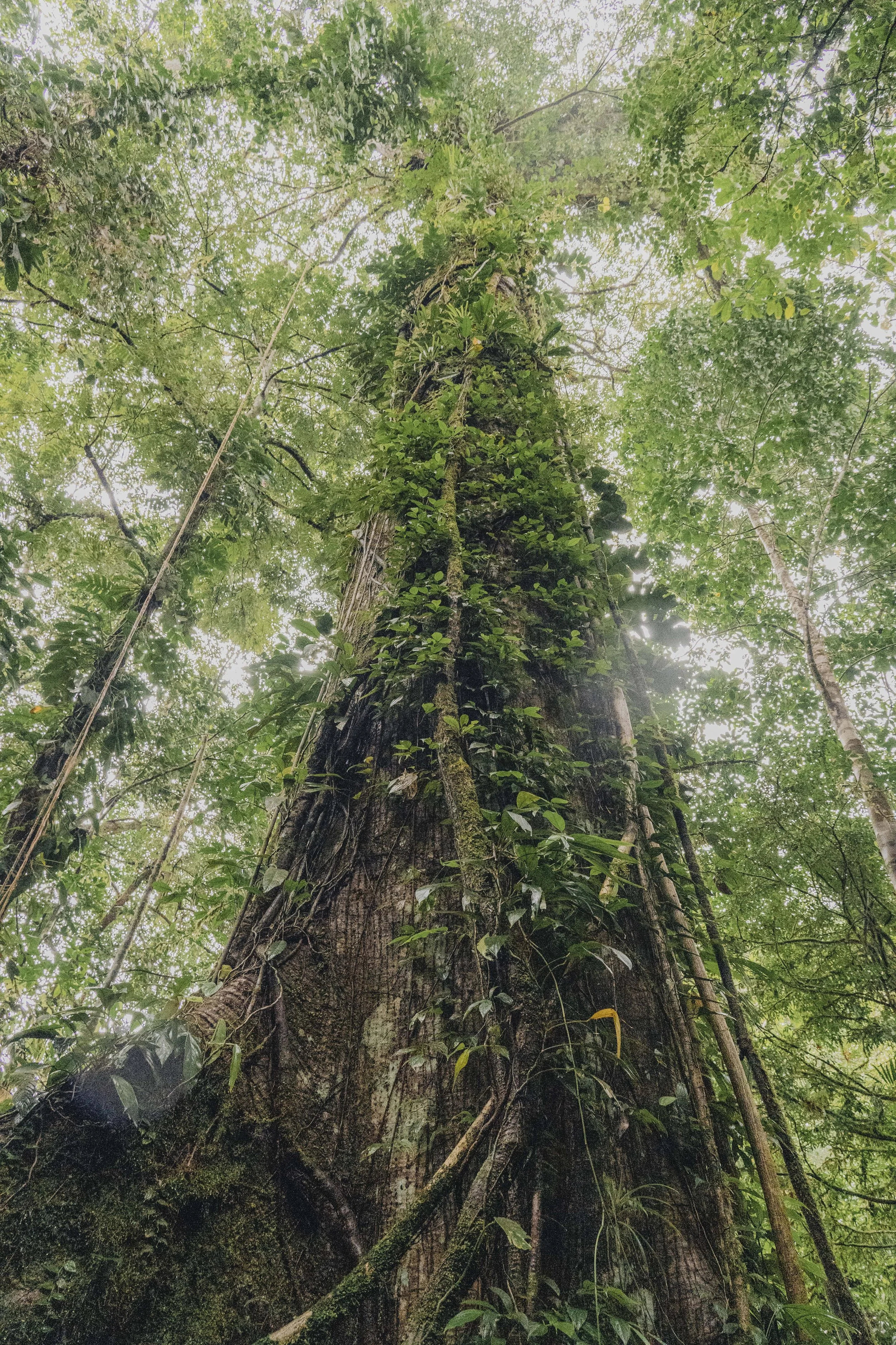 Old Tree Choco Bahia Solano Hiking Tours Tropical Rainforest.jpg