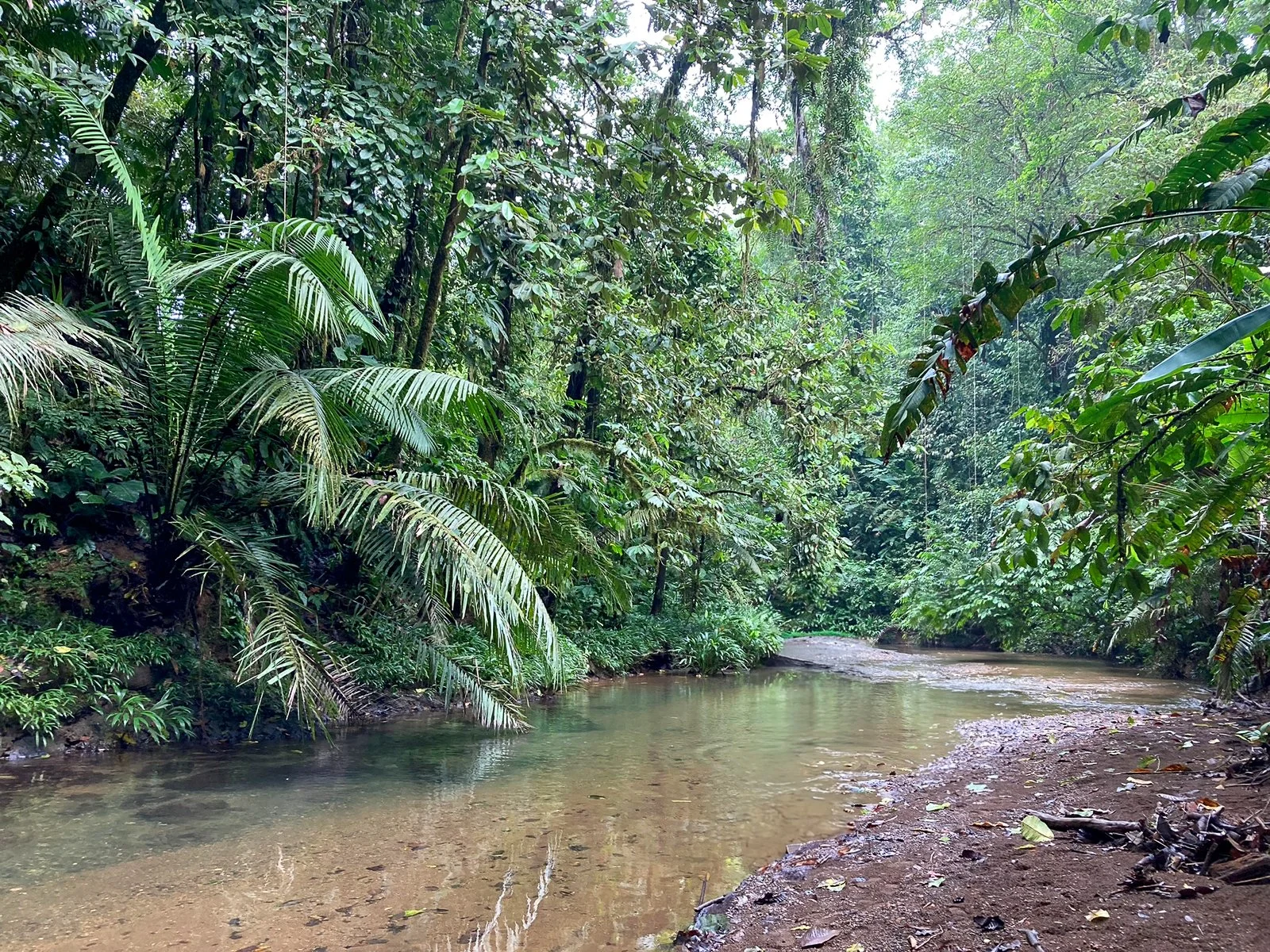 Rio Tercol Ecotourspuravida Nature Tours Choco La Bayka.jpg