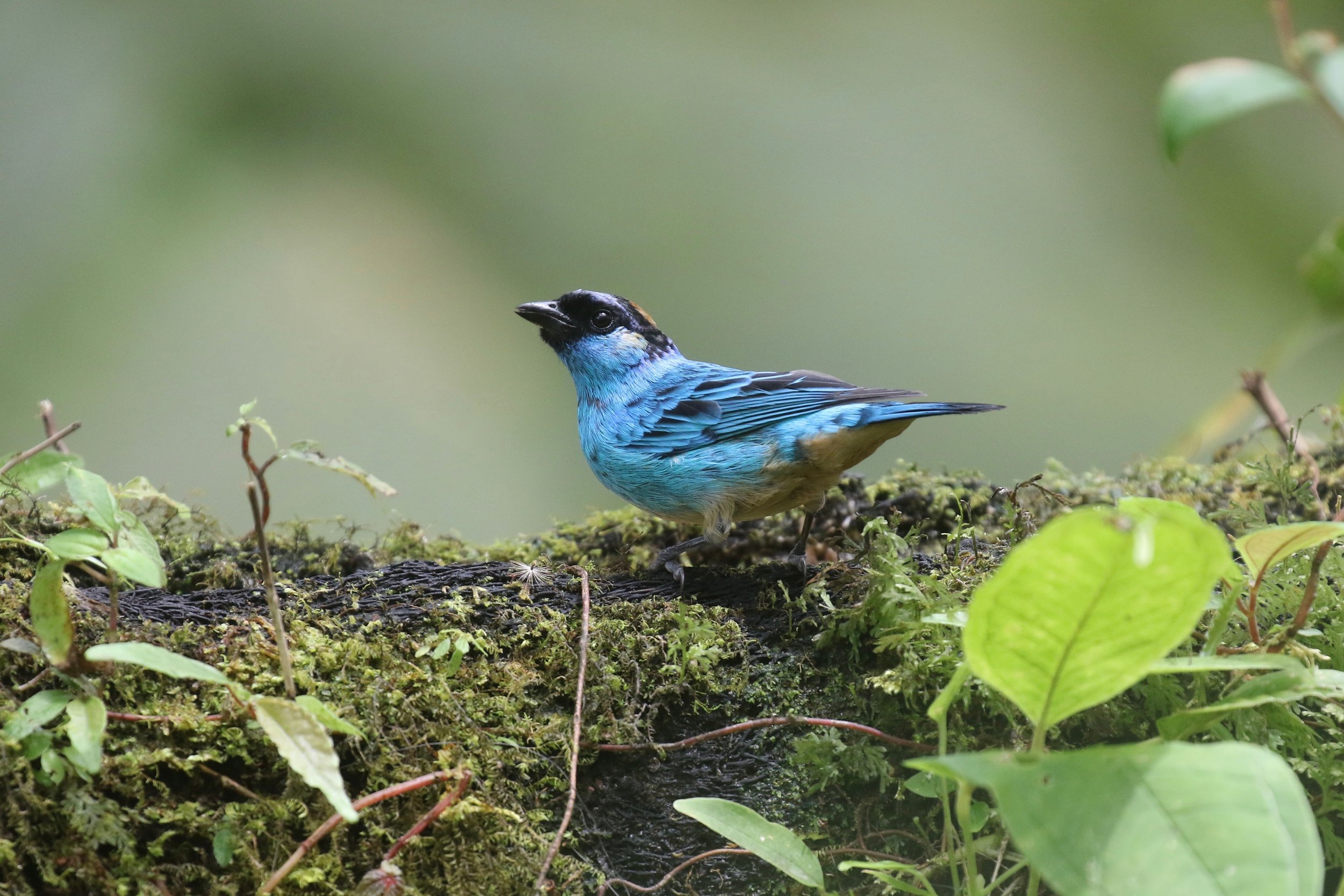 golden naped tanager cali colombia birdwatching tours ecotourspuravida.jpg