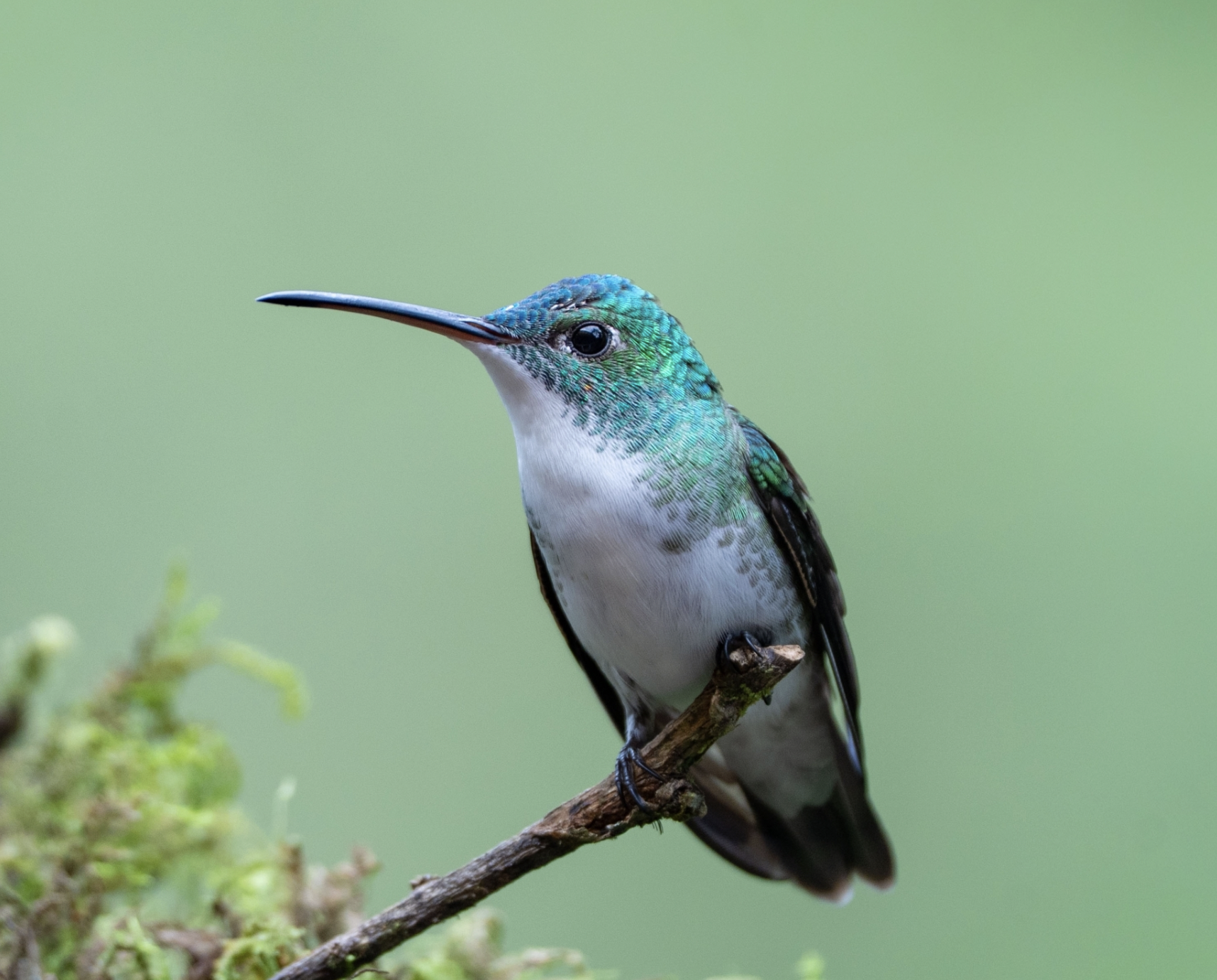 A colorful hummingbird perched on a small branch, with a blurred green background and some green foliage in the foreground.