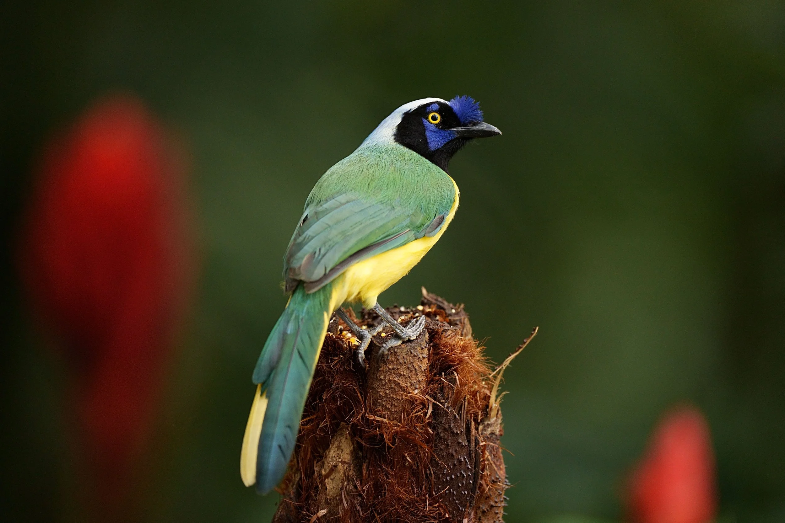 Ecotourspuravida Birdwatching Tours Cali Colombia-min.JPG