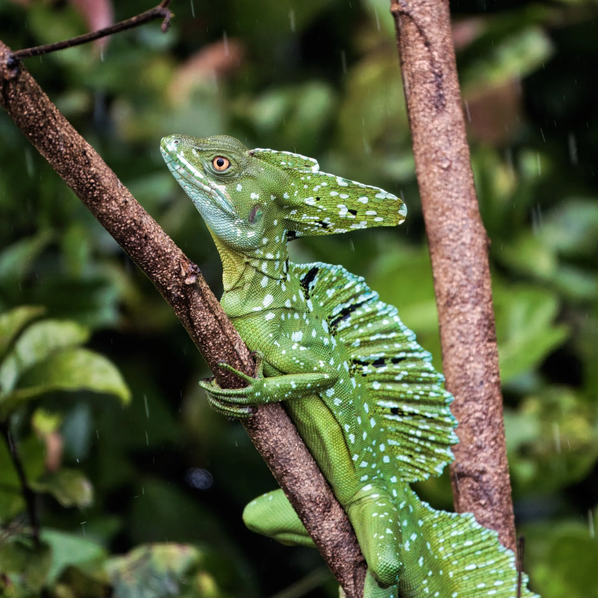 Jesus Christ Lizard Choco Colombia Day Walk Tours.jpg