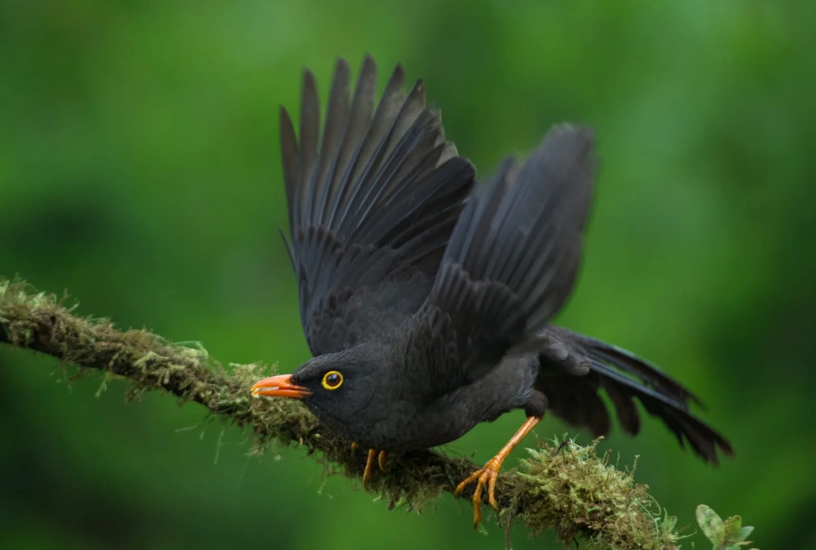 A black bird with yellow eyes and orange beak perched on a moss-covered branch, with its wings partially open, against a blurred green background.