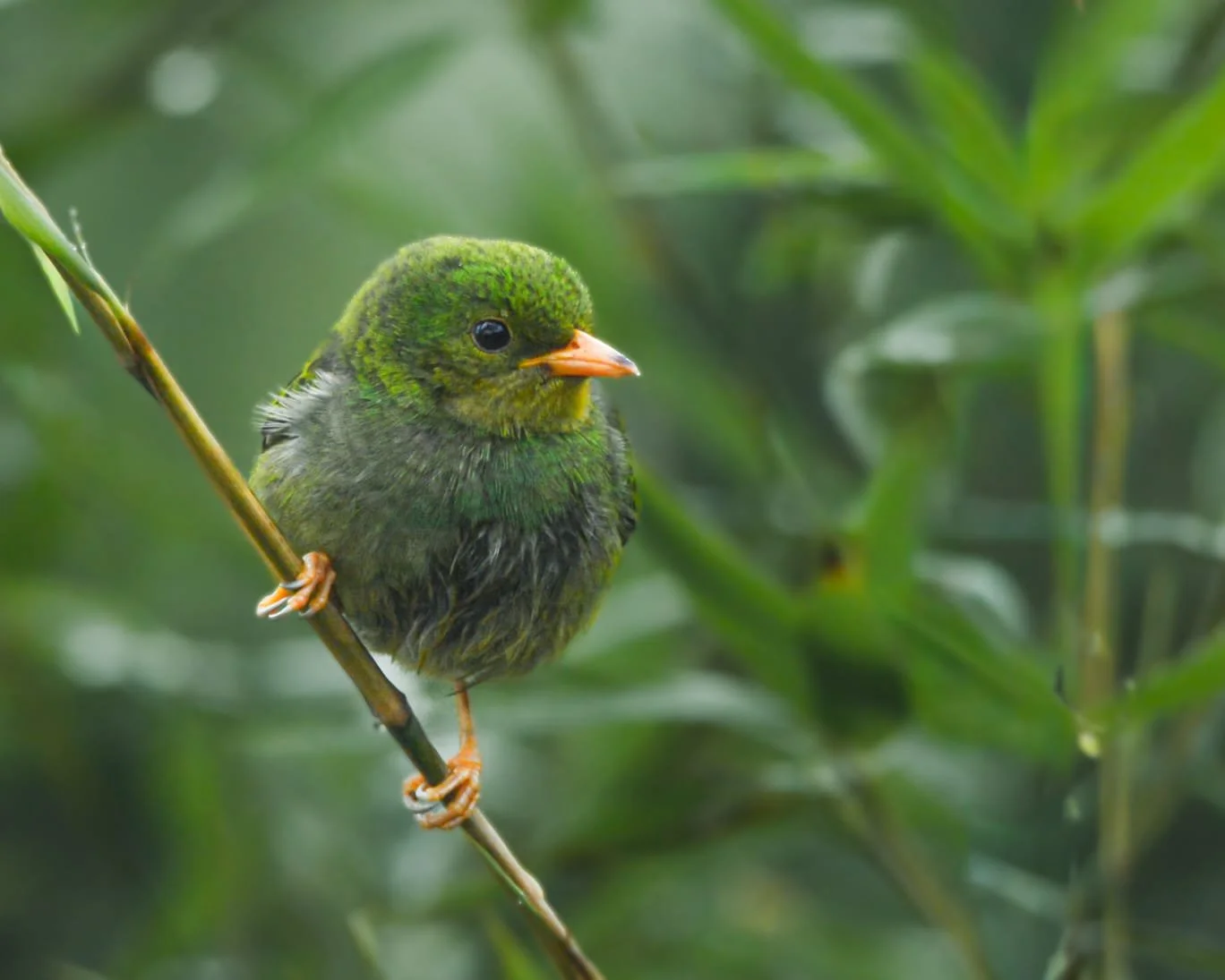 A young bird with a green head and dark feathers, perched on a thin branch surrounded by green foliage.