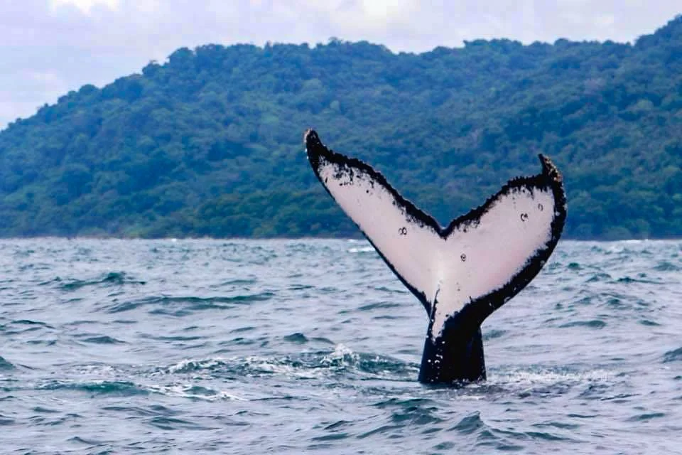 Costa Rica Ecotourspuravida Whale Watching Tour Humpback whale tail Nature Tours.jpg
