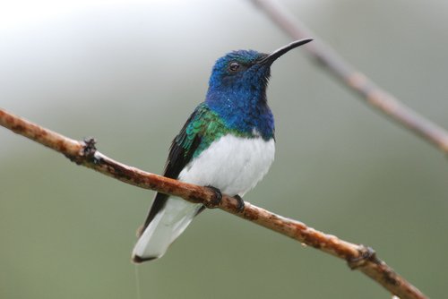 Colibrí Capucha Azul (Florisuga mellivora) · iNaturalist.jpg