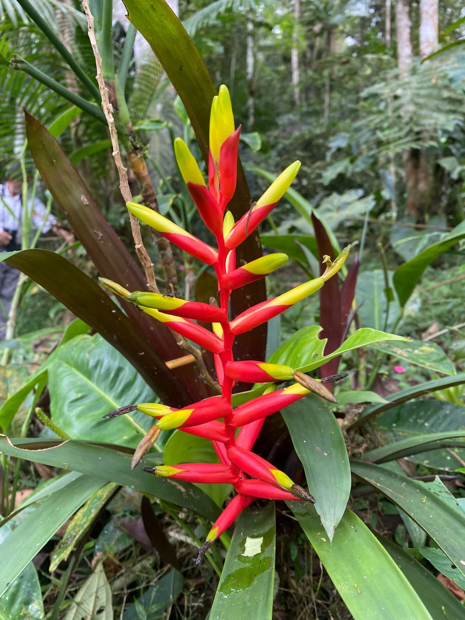 Heliconia flower along the El Topacio trail in Pance, Colombia, showcasing vibrant tropical flora during an Ecotourspuravida hike.