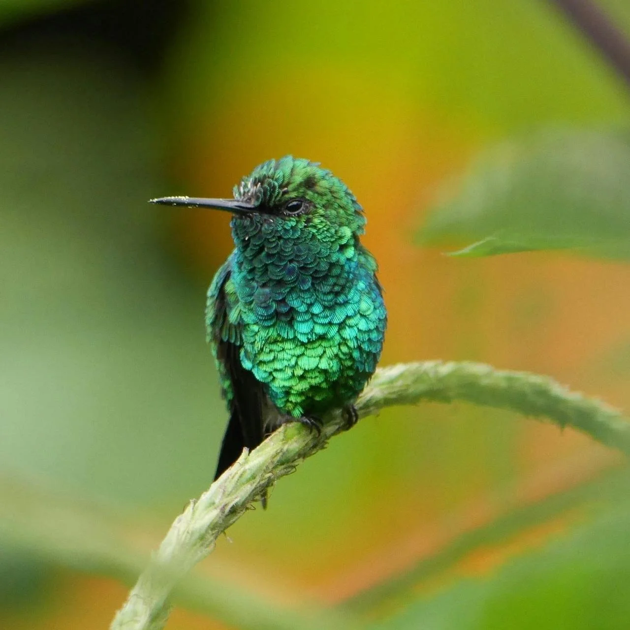 Hummingbird in Cali Colombia Birding Tours