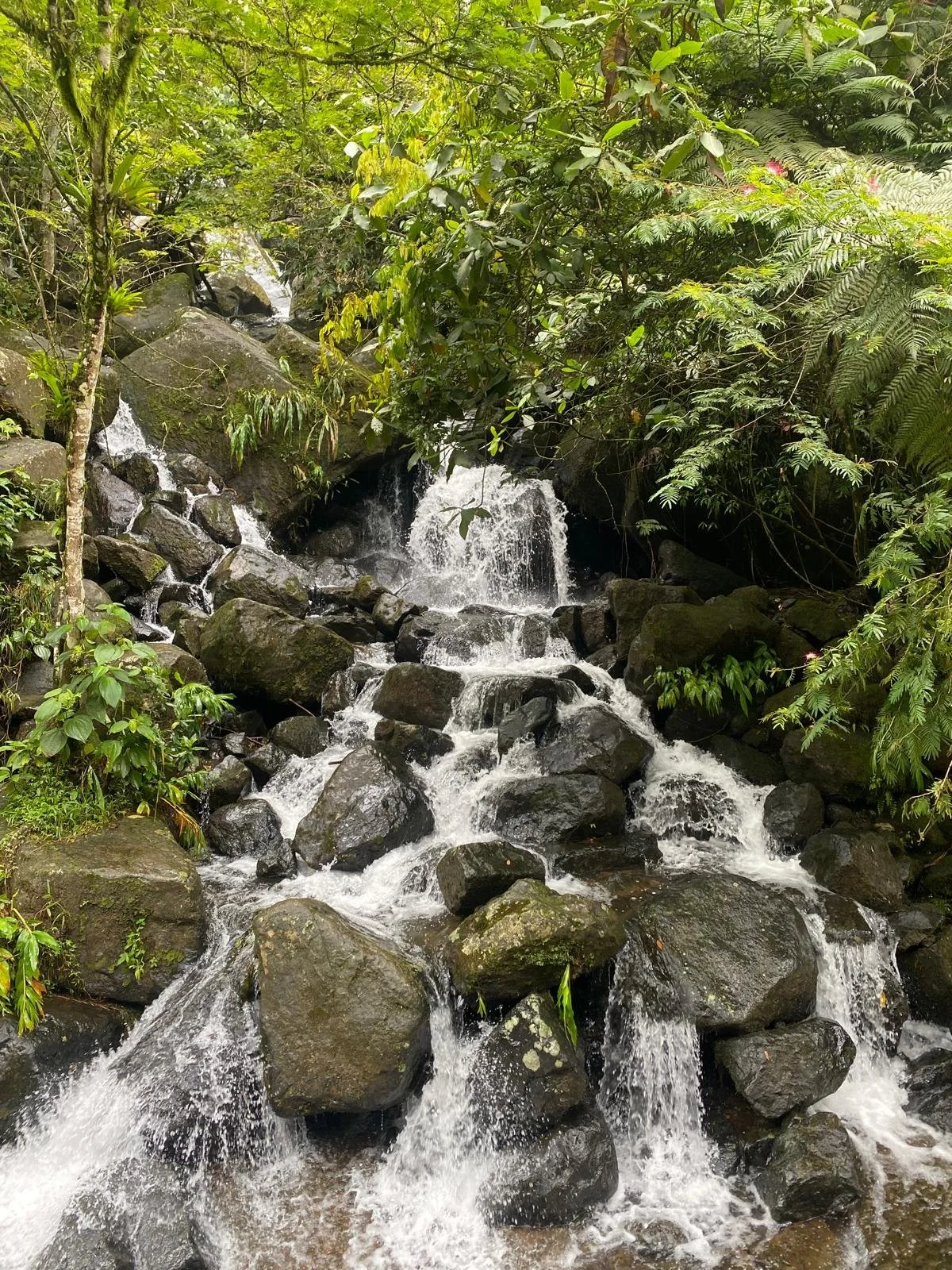 Before arriving at El Topacio Nature Center in Pance, the trail treats you to the sight of a pristine waterfall cascading through the forest. Surrounded by dense greenery and birdsong, it’s a refreshing preview of the natural wonders that await ahead