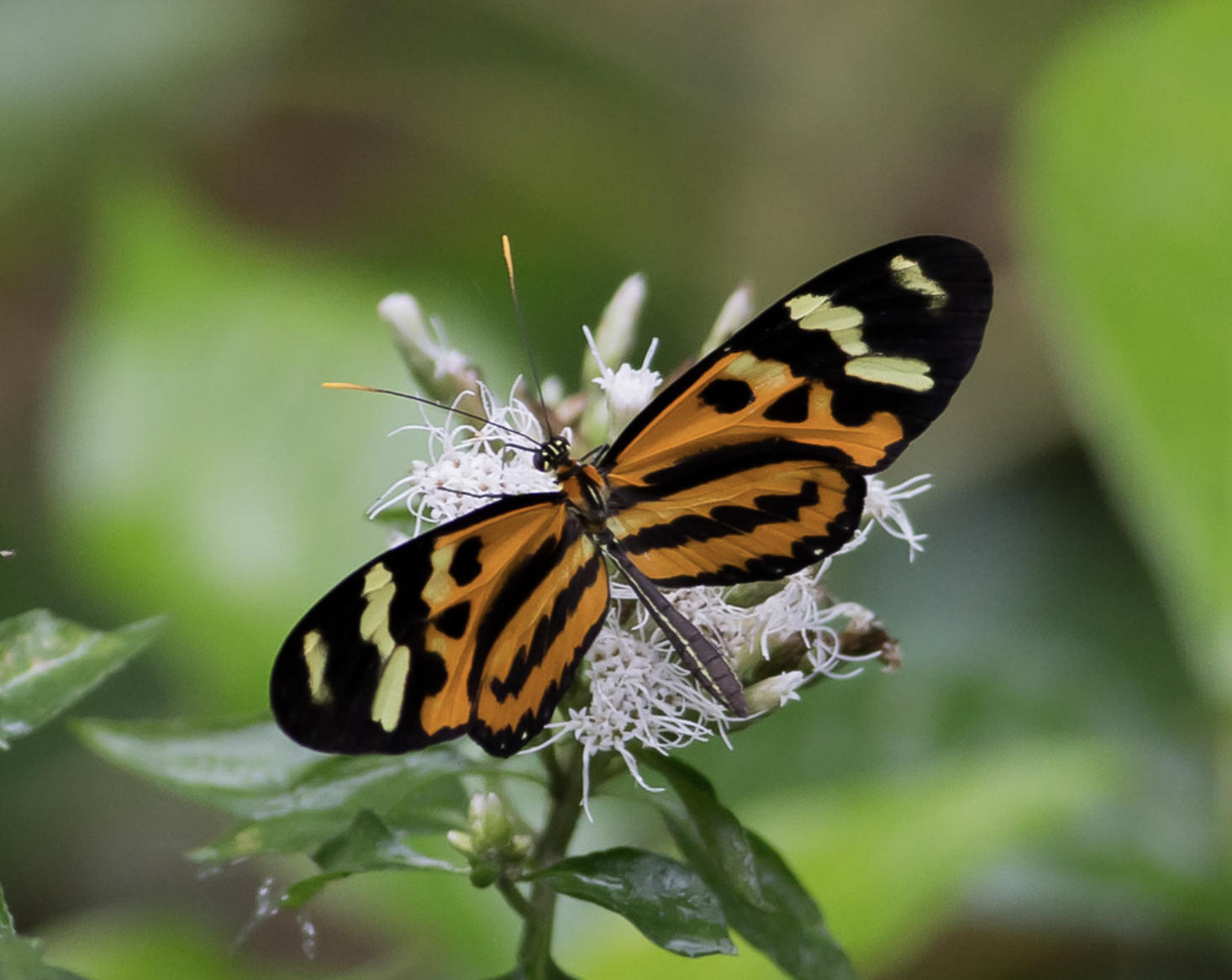 Mariposa alas de tigre davisgunn .png