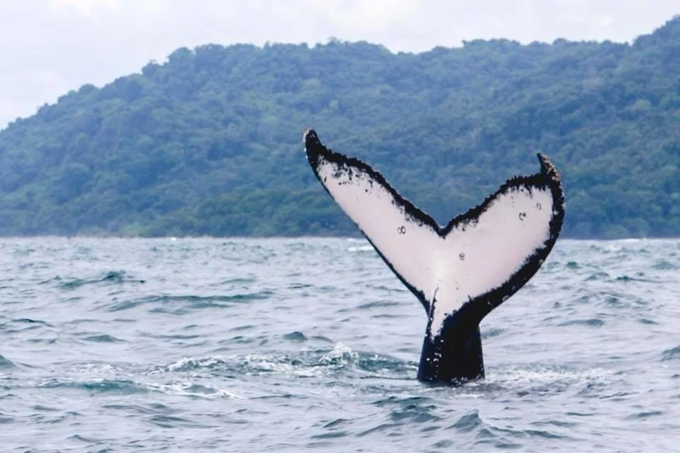 A whale's tail emerging from the ocean with a mountainous island in the background.