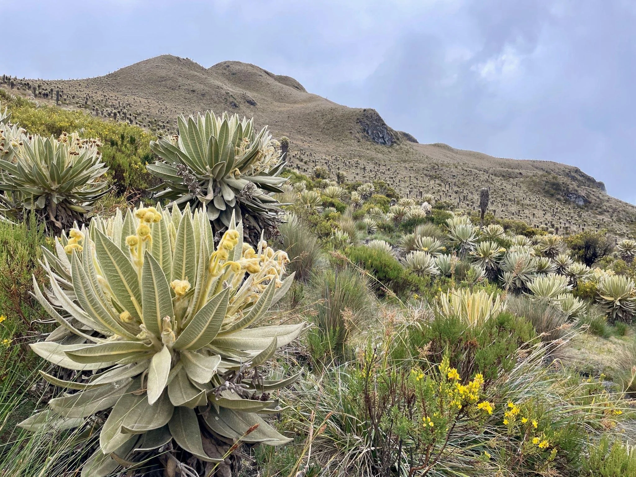 Paramillo del quindio frailejones nature.jpeg