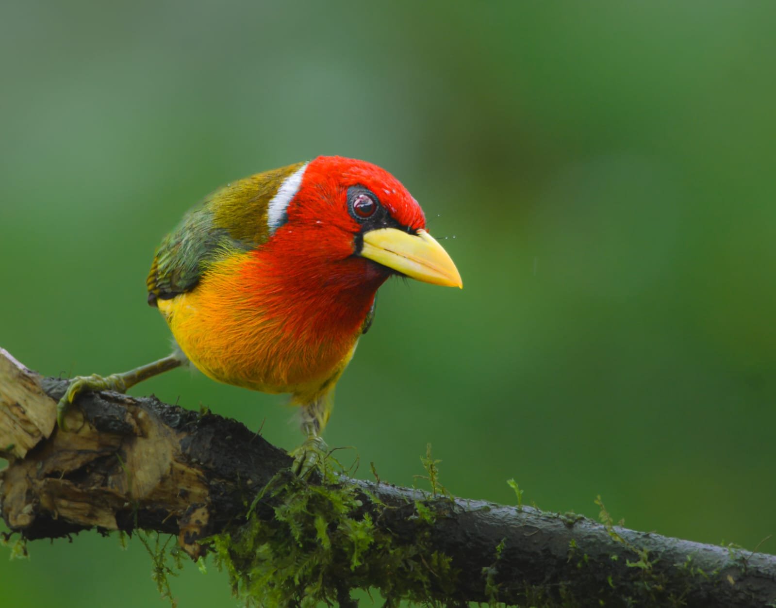 Red headed barbet cloud forest.jpeg