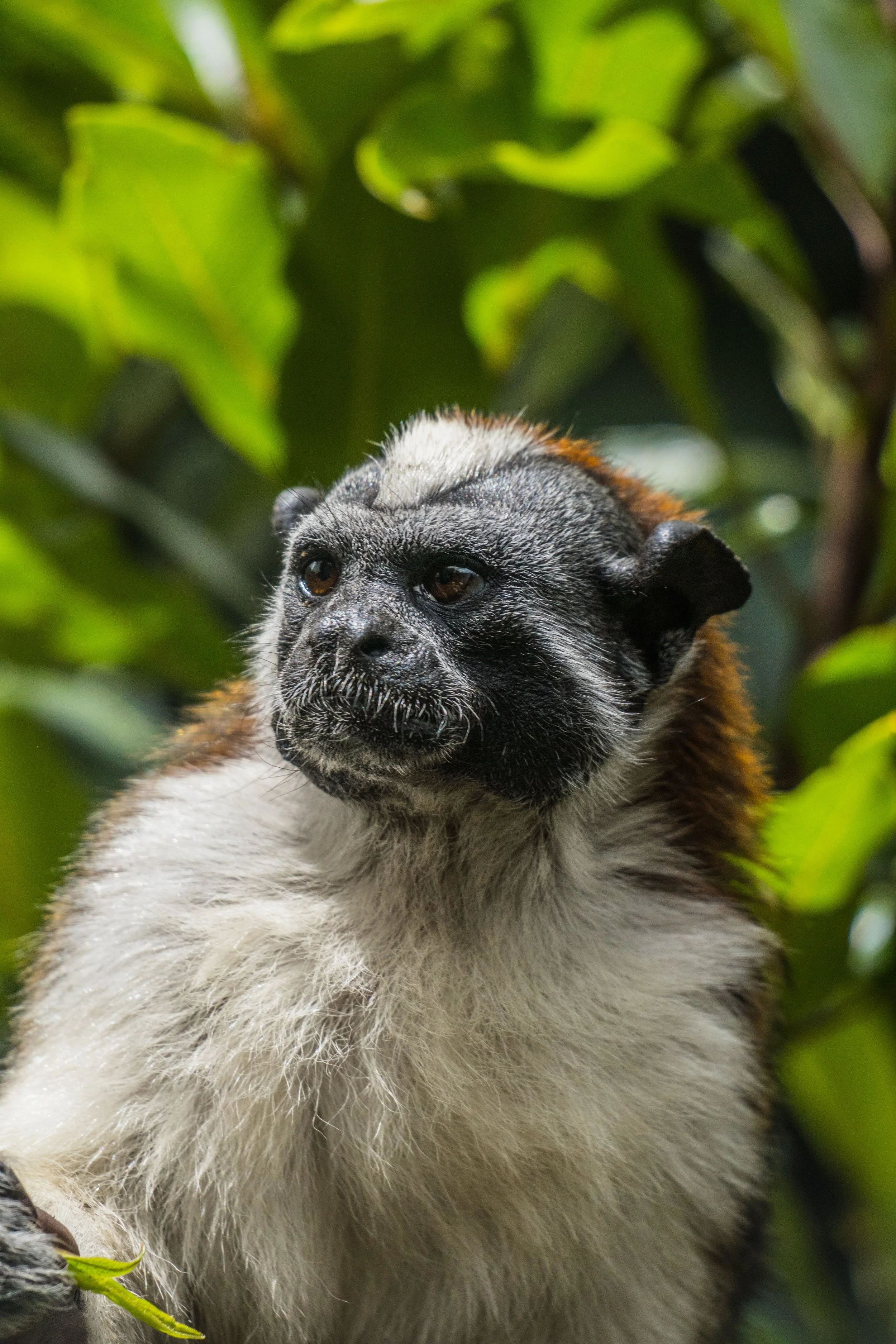 Geofreys tamarind Choco Colombia Ecotourspuravida Nature Tours.jpg