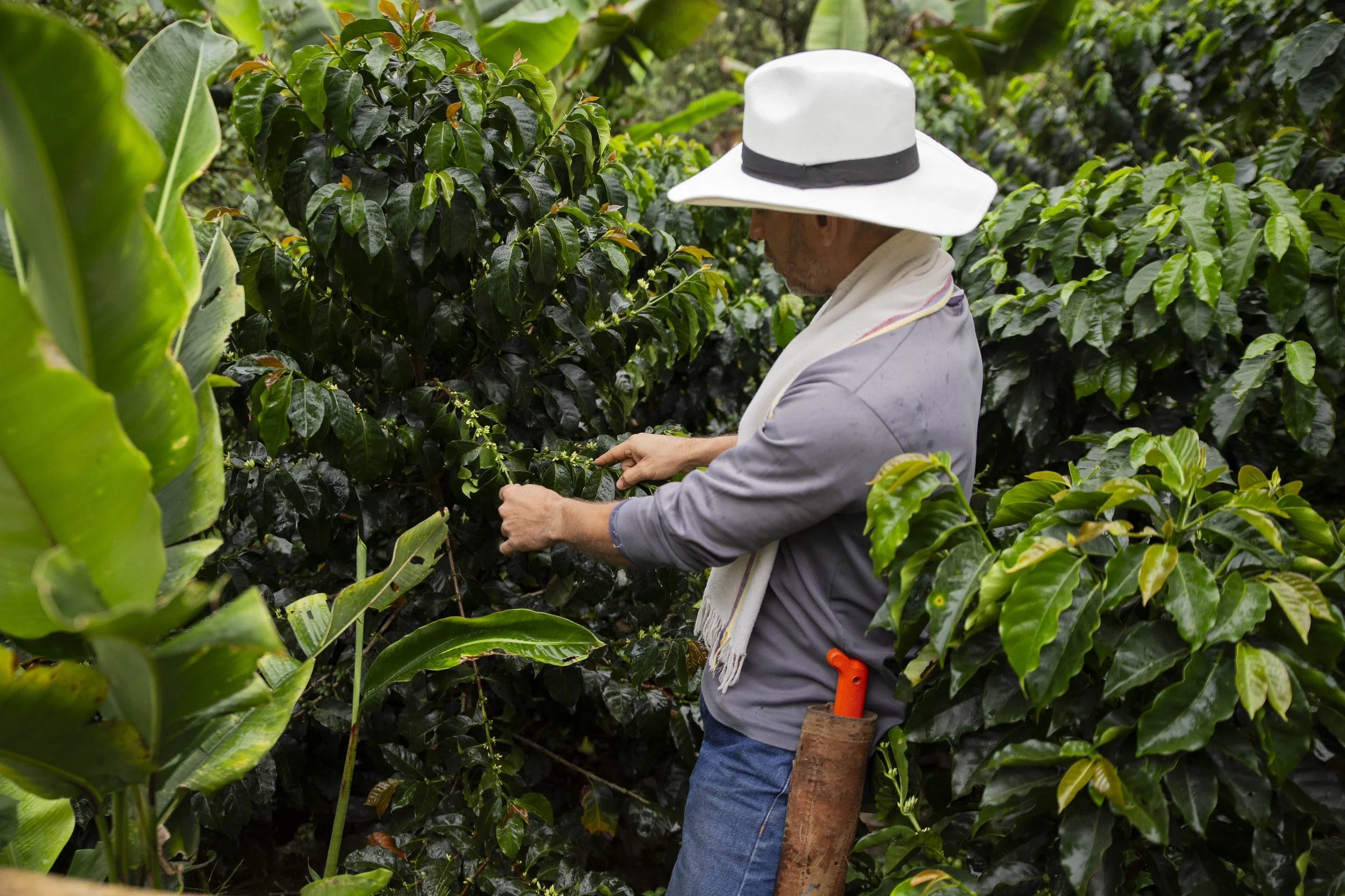 Coffee Farm Visit Nature Tours Ecotourspuravida Salento Quindio Colombia.jpg