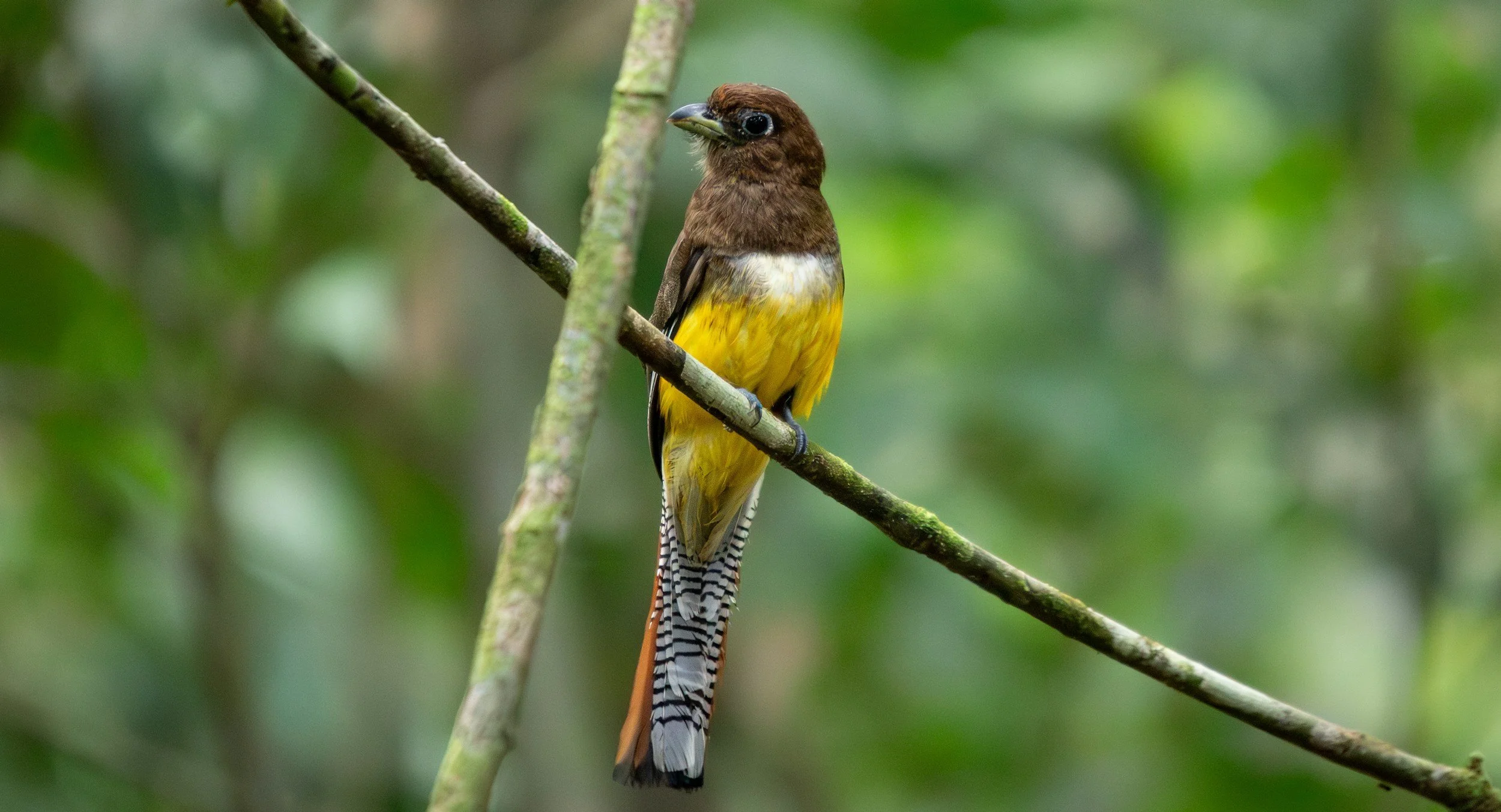 A small bird with brown, yellow, and black feathers perched on a thin branch, surrounded by green foliage.